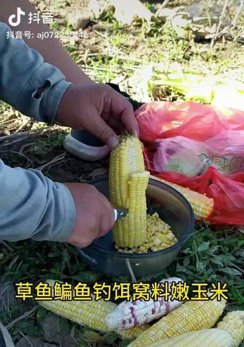 以豆角催芽钓鱼技巧（增加垂钓成功率的钓鱼秘籍）