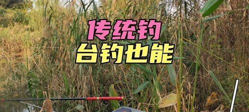 短竿七星漂钓鱼技巧（大胆尝试）