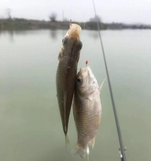 肥水钓鱼，饵技巧大揭秘（如何选择合适的饵料让你成为钓鱼高手）