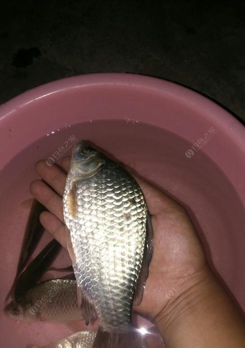 肥水水库钓鱼草鱼技巧（技巧）