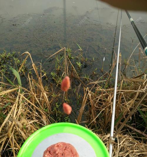 肥水水域钓鱼技巧（掌握钓鱼技巧）