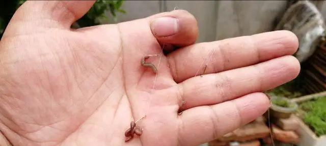 肥水塘钓鱼用蚯蚓技巧（钓鱼技巧大揭秘）