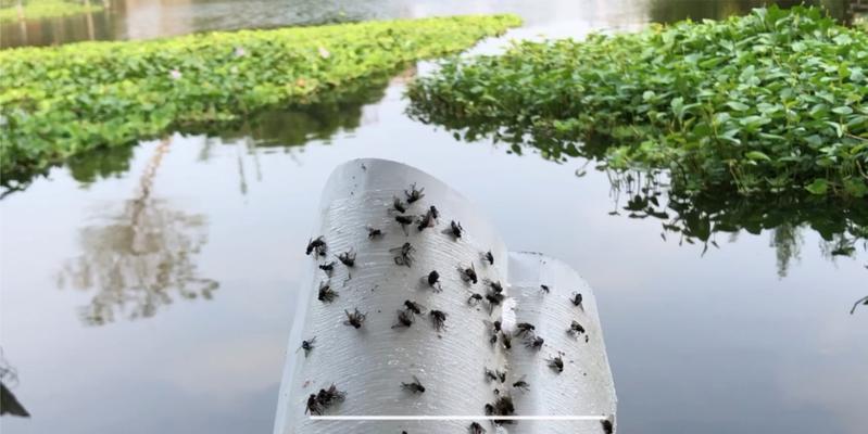 肥水塘蚯蚓钓鱼技巧（钓鱼达人教你如何利用肥水塘中的蚯蚓成功钓鱼）