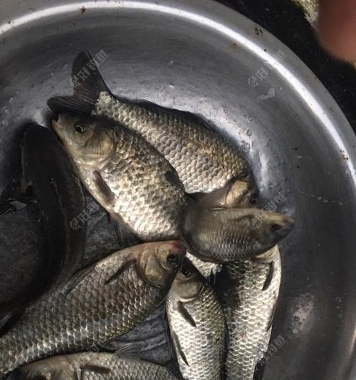 夜钓鲫鱼的技巧（肥水塘中的捕鱼黄金法则）