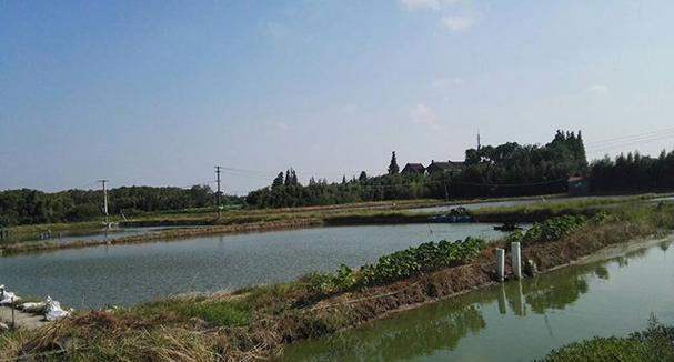 肥水养殖鱼塘钓鱼技巧（以肥水养殖鱼塘为背景的钓鱼技巧）