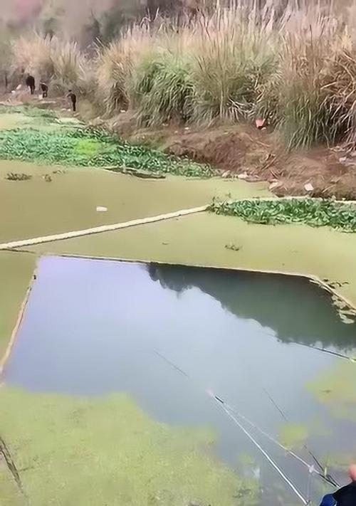 肥水野塘钓鱼技巧大揭秘（掌握肥水野塘钓鱼的窍门）