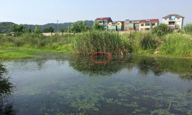废旧野塘钓鱼技巧（探寻废旧野塘中钓鱼的秘诀）