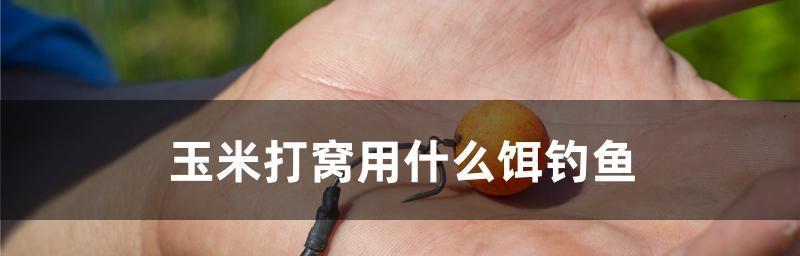蜂蜜味玉米钓鱼技巧与方法（馋鱼必备的秘密武器）