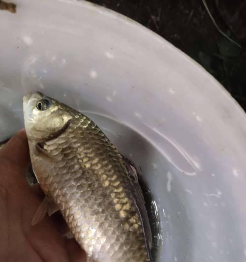 夏夜钓嘎鱼的绝技（伏天夜钓嘎鱼的高招大揭秘）