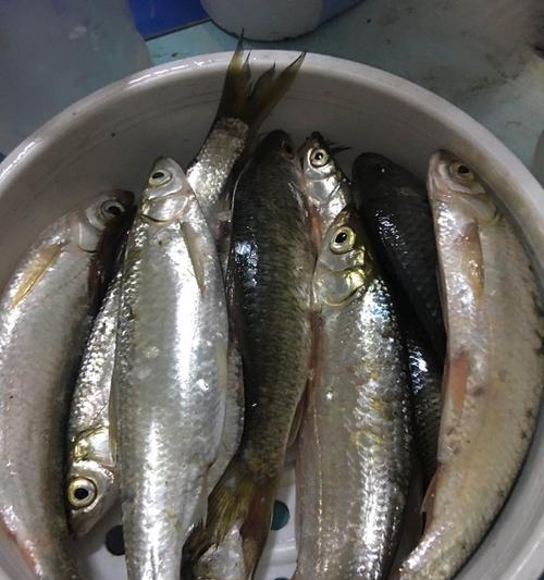 浮钓白条钓鱼的技巧（掌握浮钓技巧）