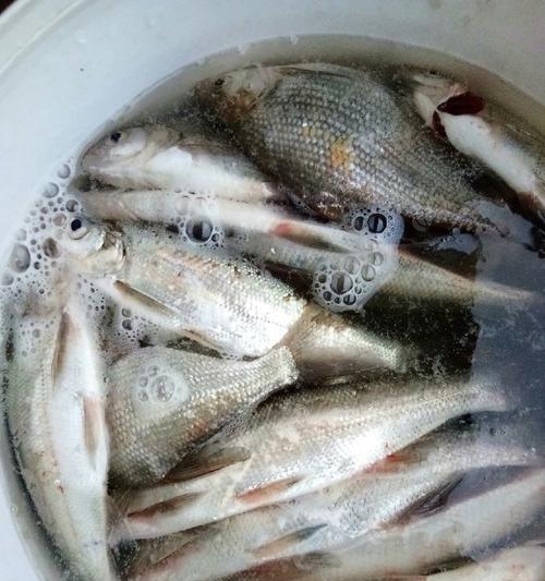 浮钓钓翘嘴的技巧（掌握技巧轻松钓到翘嘴）