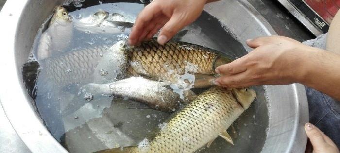 浮料钓草鱼的技巧（掌握浮料钓草鱼）