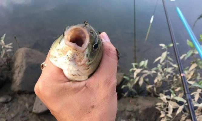 浮漂拉饵钓鲤鱼技巧（提高钓鲤鱼成功率的实用技巧）