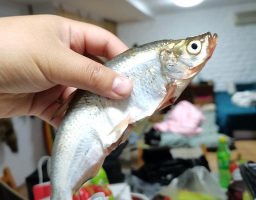 浮萍钓白条鱼的技巧和方法（白条鱼钓法详解）