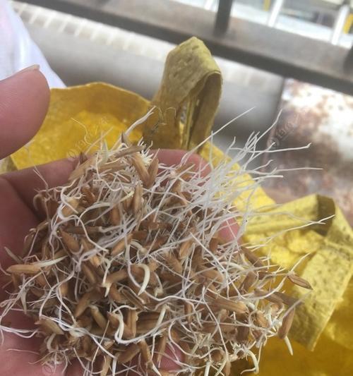 谷子发芽钓鱼技巧（利用谷子发芽的特性提升钓鱼效果）