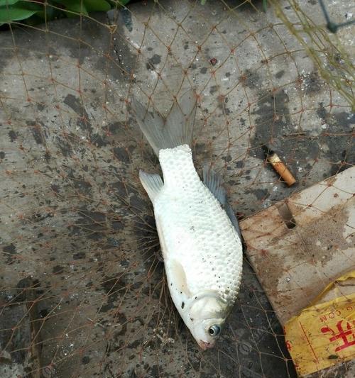 刮大风钓鱼技巧教学（钓鱼技巧）