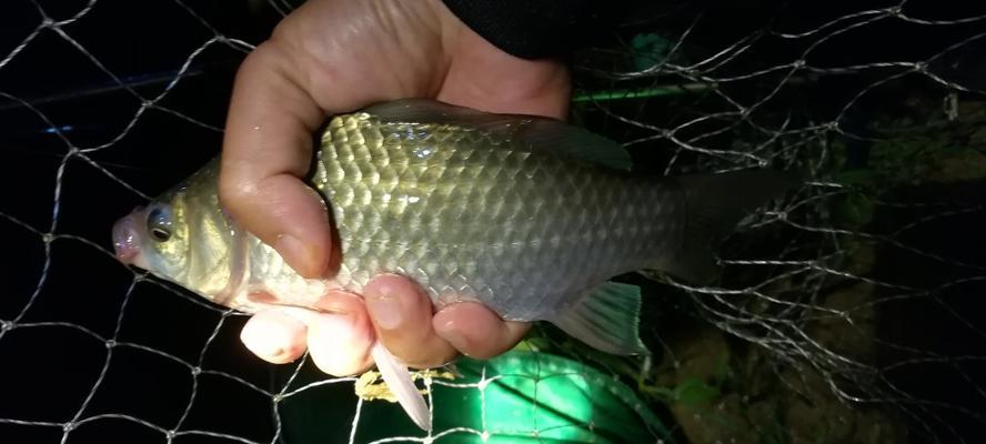 夏季夜钓的小技巧（如何在夏季夜晚提升钓鱼成功率）