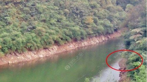 广东白马湖水库钓鱼技巧（掌握白马湖水库钓鱼的技巧）