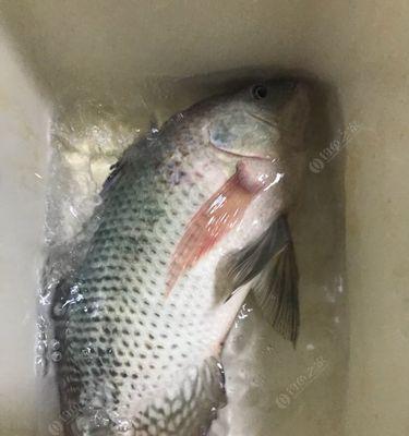 广东东江河钓鱼技巧（探秘广东东江河的钓鱼技巧）