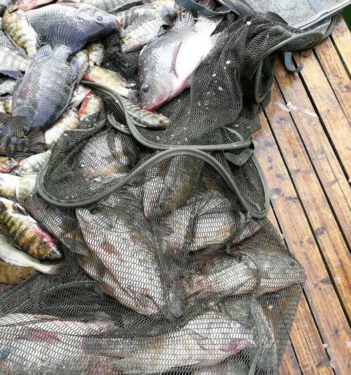 广西海边钓鱼技巧大揭秘（掌握这些技巧）