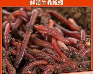 广西蚯蚓钓鱼技巧（掌握蚯蚓钓鱼的诀窍）