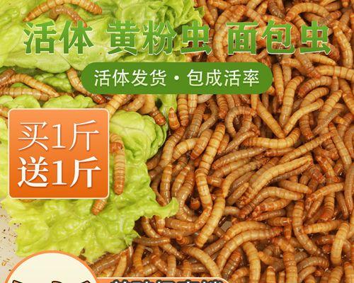 龟饲料钓鱼技巧（利用龟饲料钓鱼的方法）