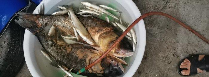 贵州遵义桐梓钓鱼技巧大揭秘（掌握这一技能）
