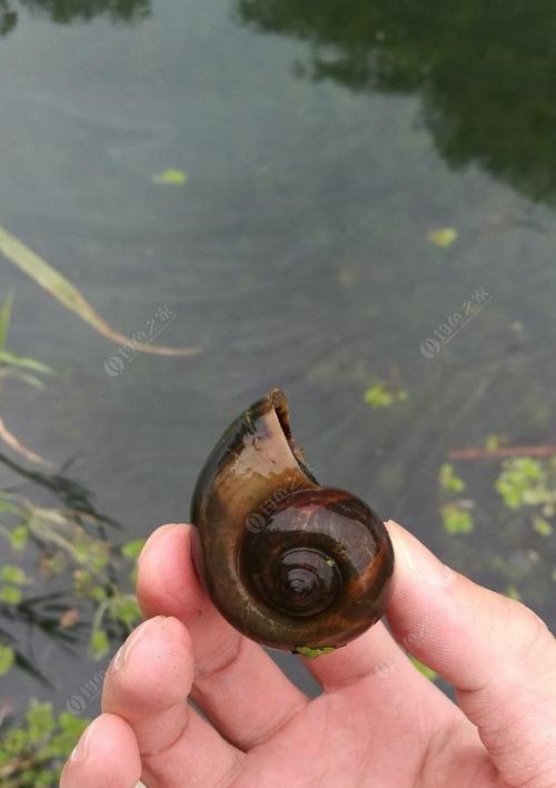 过江钓鱼技巧教程（掌握钓鱼技巧）