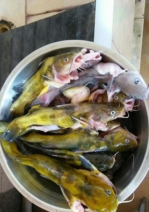 夜钓黄骨鱼技巧（海边钓大黄骨鱼的必备技巧）