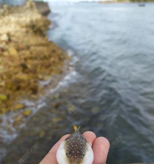 海钓技巧与方法（掌握海钓技巧）