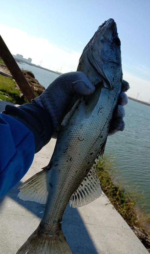无饵串钩钓鱼技巧大揭秘（海边捕鱼新招）