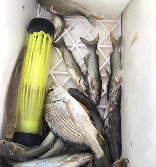 海边咸淡水钓鱼技巧（钓鱼技巧）