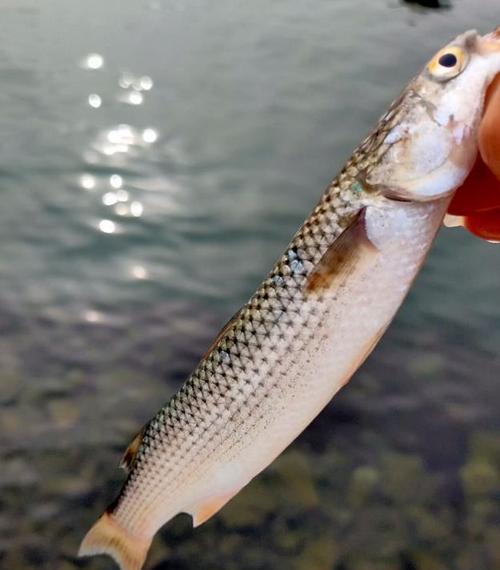 海边咸淡水钓鱼技巧（钓鱼技巧）