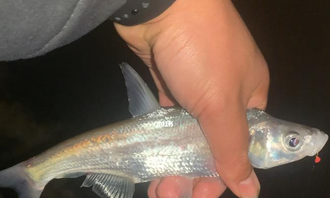 海边夜钓鱼技巧（掌握关键）