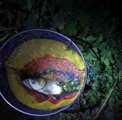 海边夜钓鱼技巧（掌握关键）