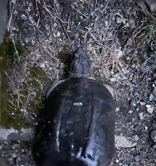 河里钓乌龟技巧（技巧）