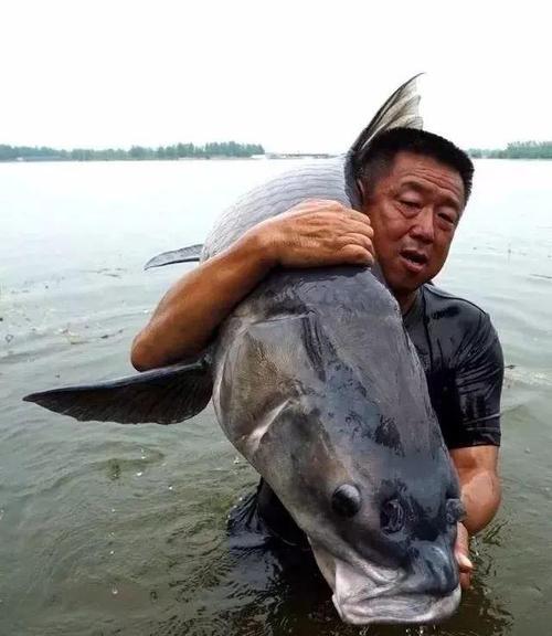 河里钓乌龟技巧（技巧）