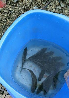 河水中钓柳叶鳊的技巧（探秘河水中钓柳叶鳊的窍门）