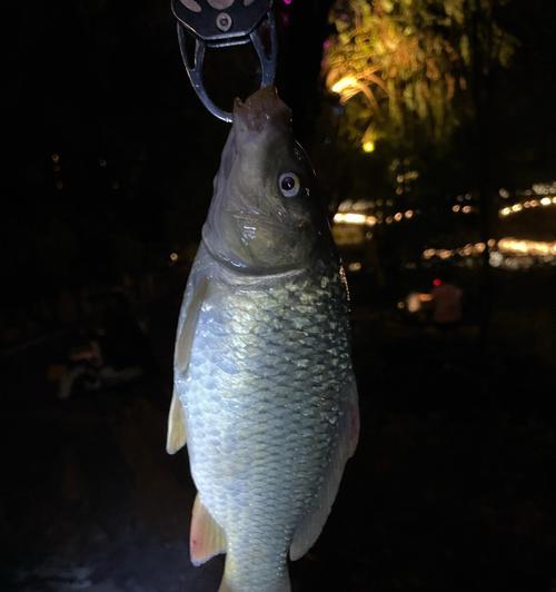 秋夜钓鲤鱼的技巧与方法（提高钓鲤鱼的成功率）