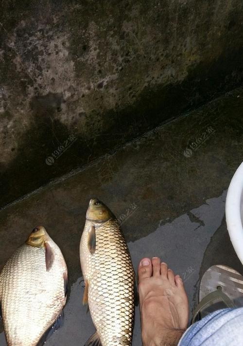 雨中垂钓的技巧与方法（如何在河里下雨时提高钓鱼成功率）