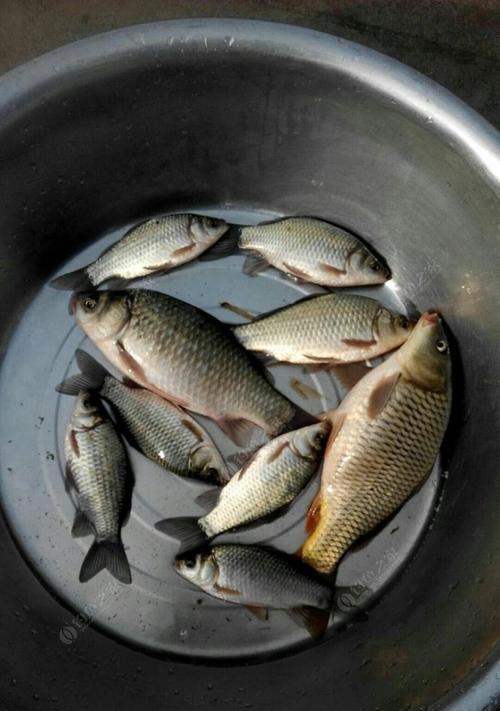 河里野钓鲫鱼技巧与饵料大揭秘（掌握这一关键）