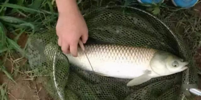 掌握河里野钓手竿技巧，提高钓鱼技能（河里野钓手竿技巧教程）