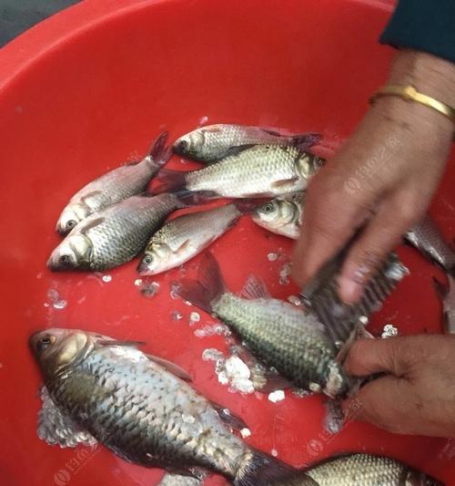 夜钓河里，钓翘嘴和鳊鱼技巧大揭秘（夜钓拉饵技巧）