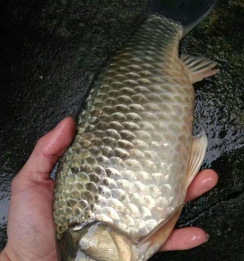 河里夜钓鲤鱼的技巧与方法（挑选好鱼点成功夜钓关键）