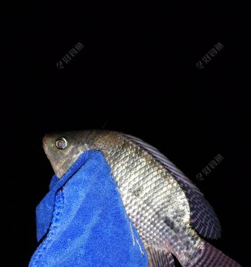 河里夜间钓鱼的技巧（揭秘有效利用河里夜晚钓鱼的诀窍）
