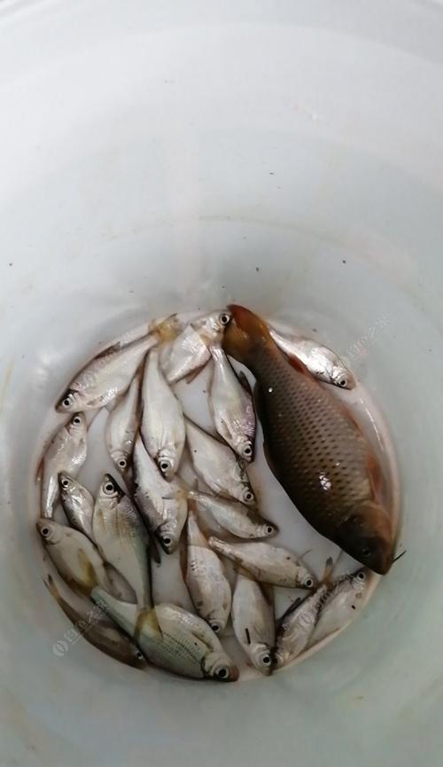 钓鱼技巧（如何利用河水涨大时的特点提高钓鱼成功率）