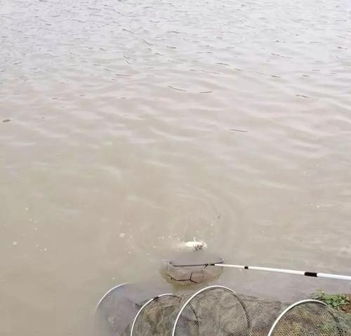 河中钓鱼技巧大揭秘（以河里走水钓鱼）