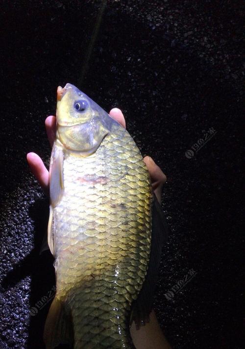 河流垂钓鲫鱼技巧大全（从入门到精通）