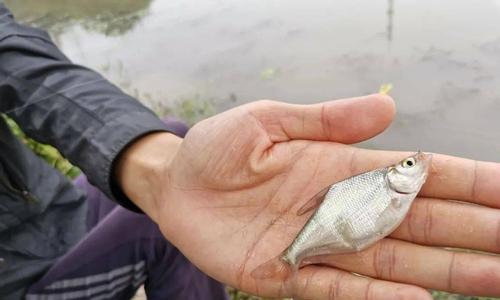 河流电站钓鱼技巧（钓鱼达人教你如何在河流电站获得丰富的收获）