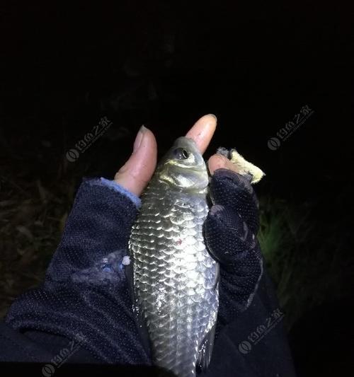河流夜钓鱼技巧（夜钓河流）